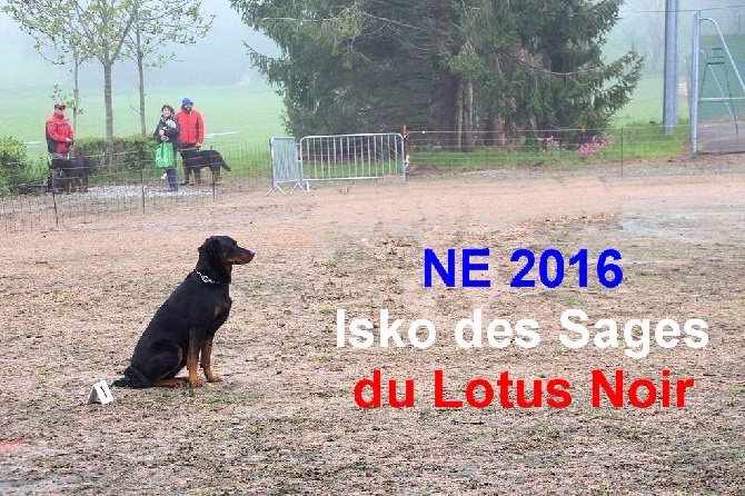 Des Sages Du Lotus Noir - Nationale d'Elevage  2016