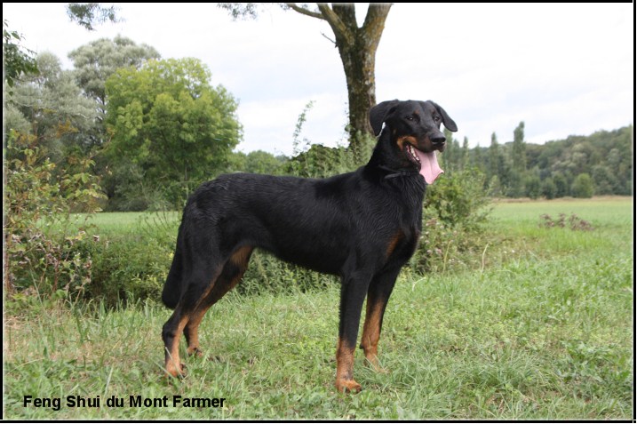 Feng shui Du Mont Farmer