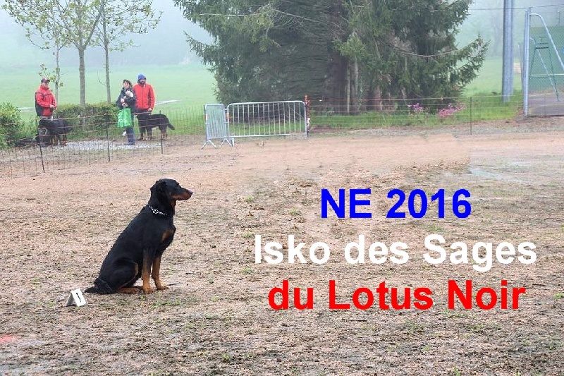 Isko Des Sages Du Lotus Noir