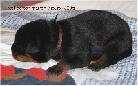 CHIOT