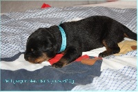 CHIOT