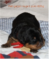 CHIOT