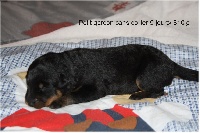 CHIOT