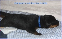 CHIOT