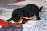 CHIOT
