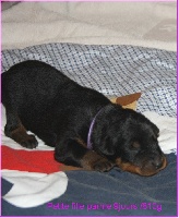 CHIOT