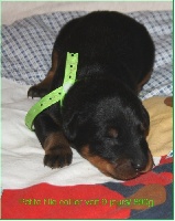CHIOT