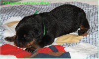 CHIOT