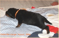 CHIOT